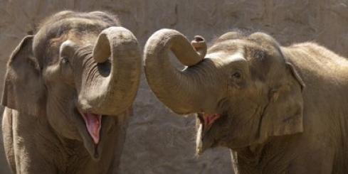 Two elephants