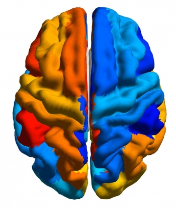 Scientists link genes to brain asymmetry