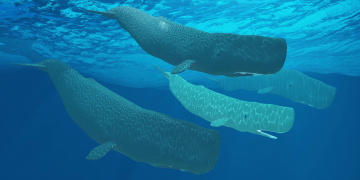 Whale clans use vocalisations to mark their culture