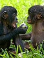 Two apes Thumbnail