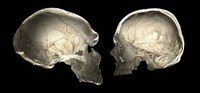 skulls Thumbnail