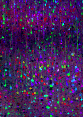 Image by Tamily Weissman. The Brainbow mouse was produced by Livet J, Weissman TA, Kang H, Draft RW, Lu J, Bennis RA, Sanes JR, Lichtman JW. Nature (2007) 450:56-62 Thumbnail