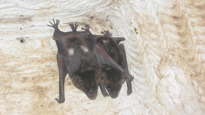 Vocal production learning in the pale spear-nosed bat, Phyllostomus discolor Thumbnail